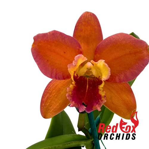 Rhyncholaelia Deception Variable X Ctt. Deception Drop (4n)