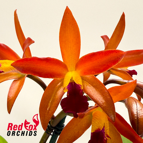 Cattlianthe Trick or Treat 'Jaffa' X Ctt. Deception Drop (4n) 'Red Topaz'