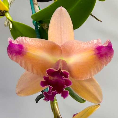 Rhyncattleanthe Shinfong Little Sun 'Young Min Golden Boy' X Ctt. Aussie Sunset 'Cosmic Fire'