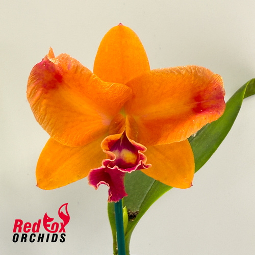 Rhyncattleanthe Shinfong Little Sun 'Young Min Golden Boy' X Ctt. Aussie Sunset 'Cosmic Fire'