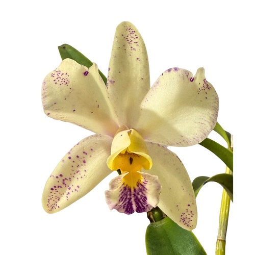 Cattlianthe Hawaiian Starbright 'Gretta' X Cattleya Elizabeth Calov 'Jessica'