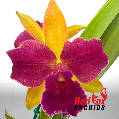 Bct. (Topaz Blossum X Aussie Sunset)  X Rlc. Deception Diamond
