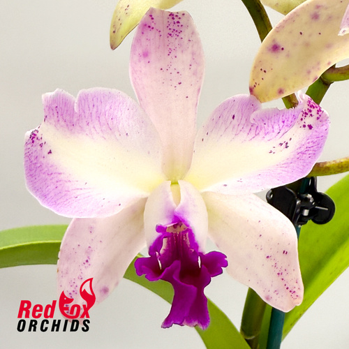 Rhyncholaeliocattleya Sebastian Scalia X UNKNOWN