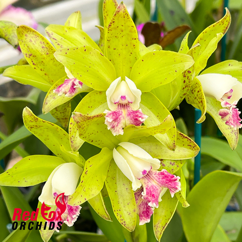 Cattleya Topaz Pennymezzy 'Freckles'