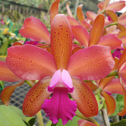 Cattlianthe Deception Drop 'Topaz Admiral'