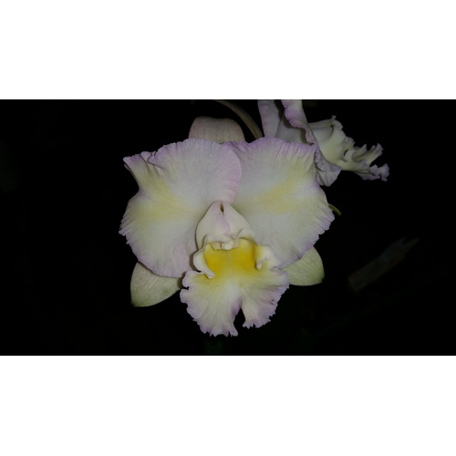 Rhyncatlaelia Mem. Ailsa Pershouse 'Topaz Pastel'