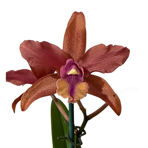 Rhyncattleanthe Deception Variable X L. (Schom.) undulata