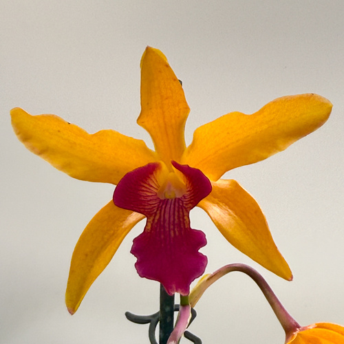 Cattlianthe Fire Gem X L. (Schom.) undulata