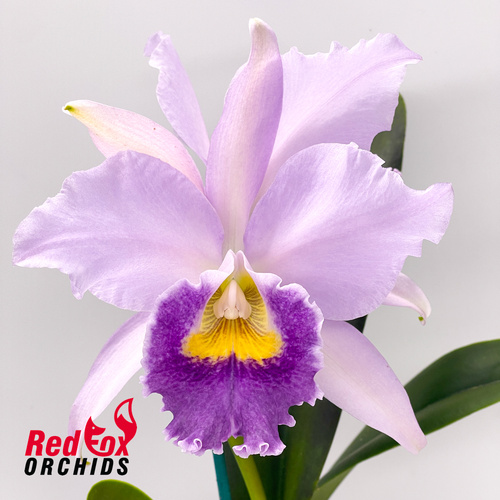 Cattleya Mahalo H and R X C. mossiae