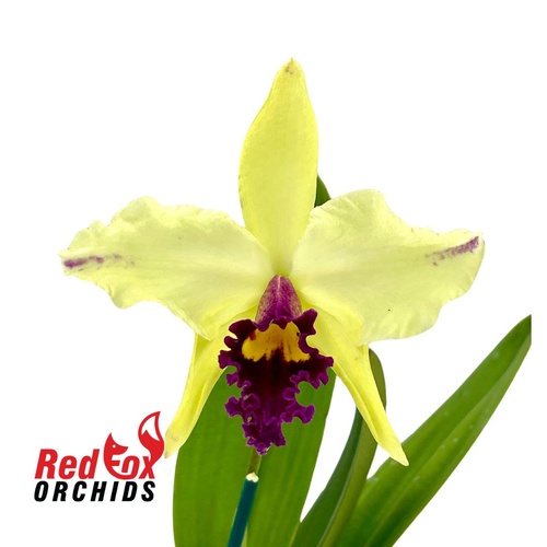 Rhyncholaeliocattleya Luminosa X C. Topaz Highlight