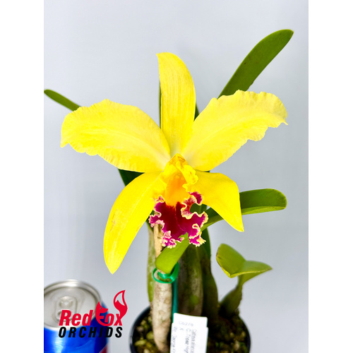 Cattleya Topaz Highlight x Rhyncholaeliocattleya George King 'Southern Cross'