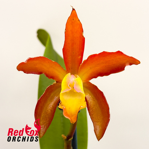 Cattlianthe Topaz Ruby Drop X Ctt. Deception Drop (4n) 'Red Topaz'