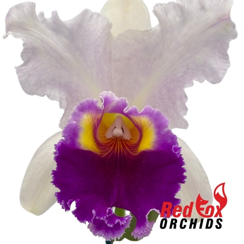 Rhyncholaeliocattleya Glenn Maidment 'Southern Cross' X Rlc. George King 'Southern Cross'