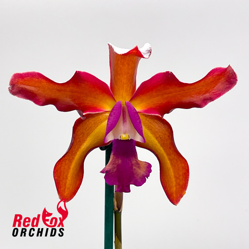 Cattlianthe Deception Drop (4n) 'Red Topaz'X L. undulata (No3 Kuranda Shiny Purple Red)