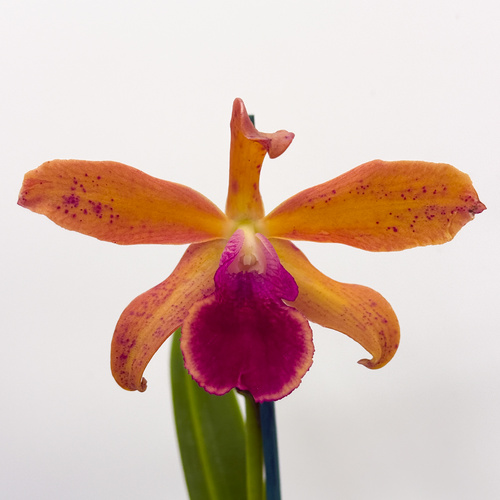 Cattleya ((Precious Jewel X Jungle Gem) 'Hot' X C. Deception Drop (4n) 'Red') X Chz. Topaz Neat