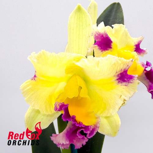 Cattleya (Horace X briegeri) X Rlc. Deception Diamond