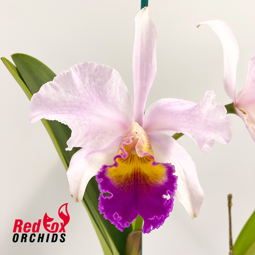 Cattleya Horace X Rlc. Hsinying Sunbeam 'Auranti-Gem'