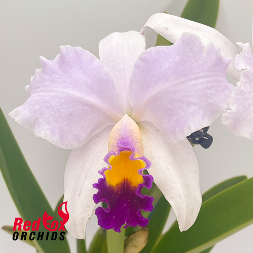 Cattleya Topaz Highlight X C. trianae flares