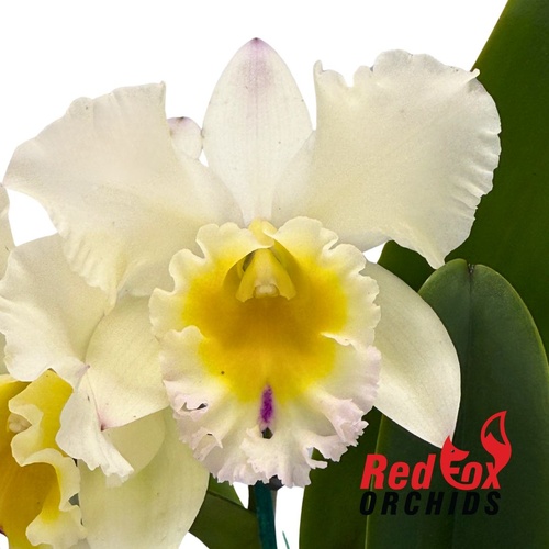 Rhyncholaelia Chunfong Apple 'Chief Jade' SM-TOGA X C. (Horace X briegeri) 