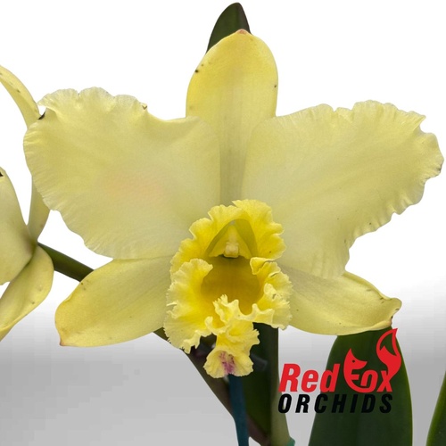 Rhyncholaelia Chunfong Apple 'Chief Jade' SM-TOGA X C. (Horace X briegeri)