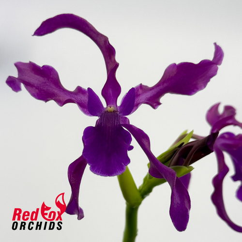 Laelianthe Tandaleyo