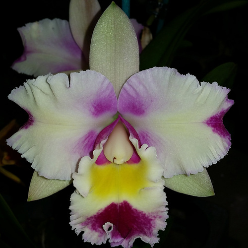 Rhyncholaeliocattleya NSA Acqua Splash 'Topaz Bolina'