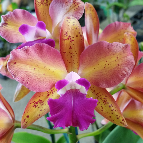 Cattlianthe Topaz Saucy 'Really Pretty'