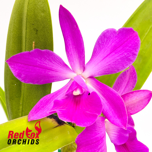 Cattleya Fire Walker x E. cordigera