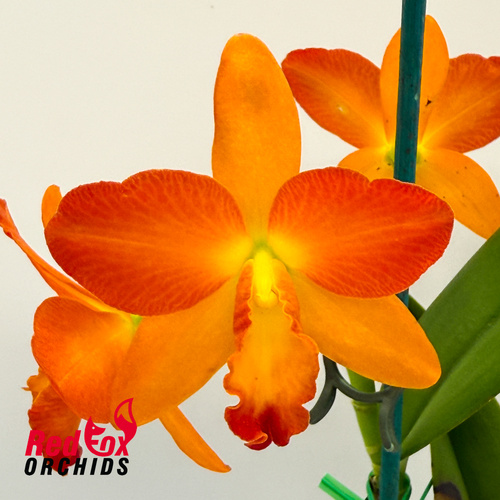 Rhyncattleanthe Young-Min Orange 'Golden Satisfaction' X C. Dal's Tradition 'Prestige'