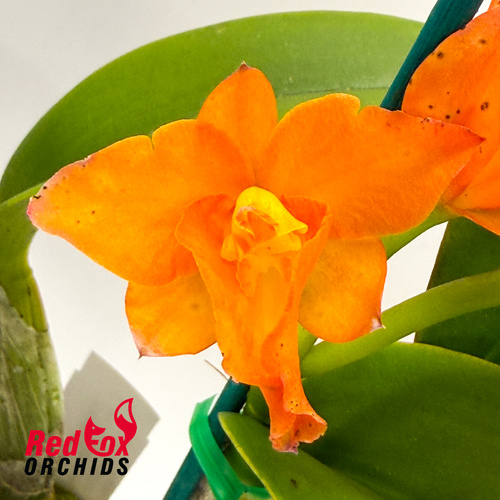 Rhyncattleanthe Young-Min Orange 'Golden Satisfaction' X C. Dal's Tradition 'Prestige'
