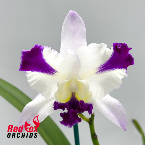 Cattleya Mari's Song 'CTM-217' X Rlc. (Dal's Passion X intermedia)