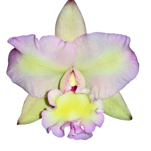 Rechingerara Topaz Pink Gold 'Peace'