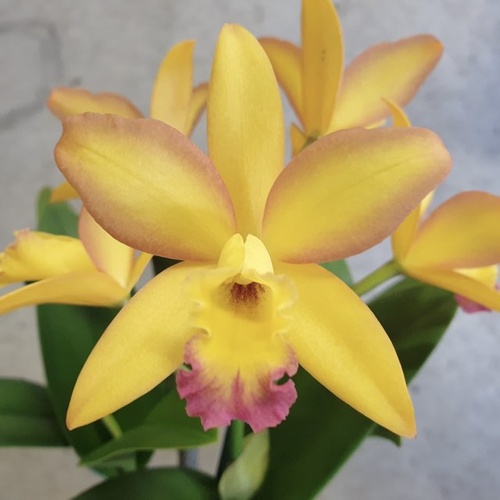 Rhyncholaeliocattleya Topaz Suitor 'Sunrise'