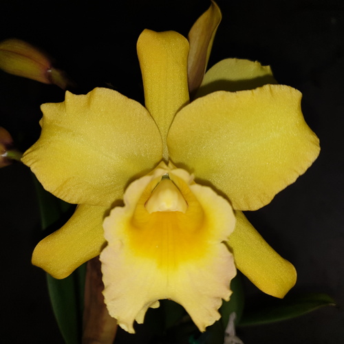 Rhyncattleanthe Aureate 'Topaz'