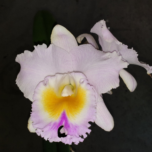 Rhyncholaeliocattleya California Girl 'Orchid Library'