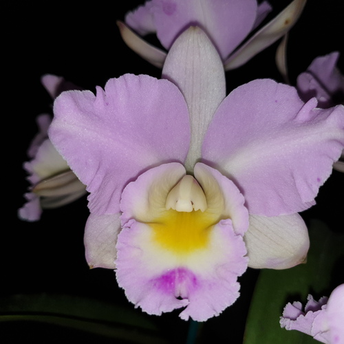 Rechingerara Seashell 'Topaz'