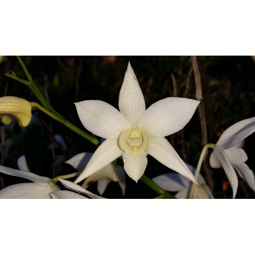 Dendrobium White Grace 'Sato'