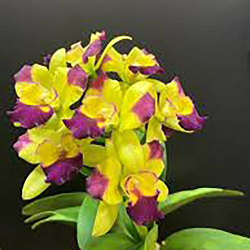 Rhyncattleanthe Ubon Crown Belle 'Orchid'