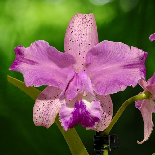Cattleya Finesse 'Topaz'