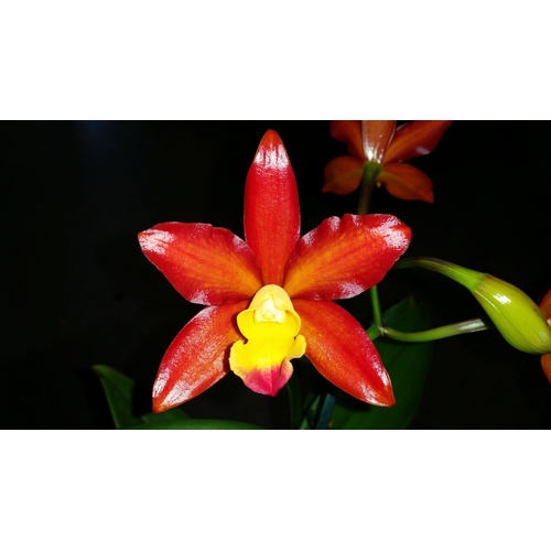 Rhyncattleanthe Excitement 'Topaz'