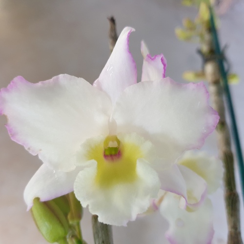 Dendrobium Crystal Pink 'Topaz'