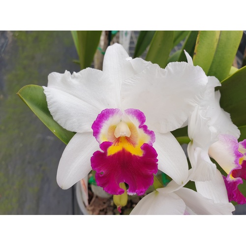 Cattleya Hsinying Yukihime 'Topaz'