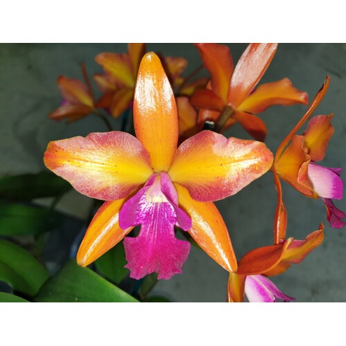 Cattlianthe Sundrop 'Topaz Mavelmore'