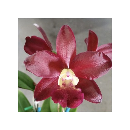 Cattleya Superstar 'Topaz'