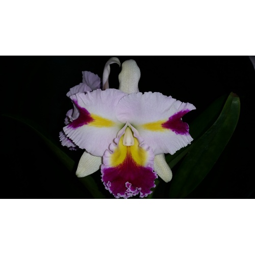 Cattleya White Spark 'Panda'