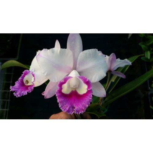 Rhyncholaeliocattleya Prize 'Topaz'