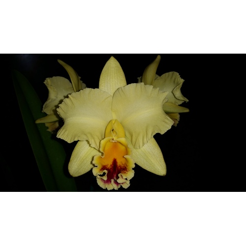 Rhyncholaeliocattleya Auspicious 'Topaz'