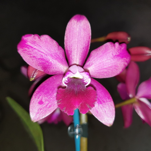 Cattlianthe Night Sky