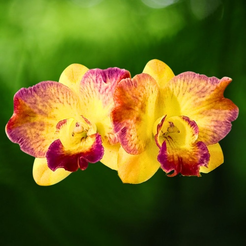 Rth. (Love Sound x C. Tangerine Jewel) x Ctt. Susan Holcombe 'Topaz'