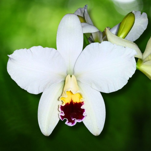 Cattleya Topaz Highlight 'Zenith'
